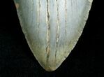 Megalodon Shark Tooth - South Carolina #4565-2